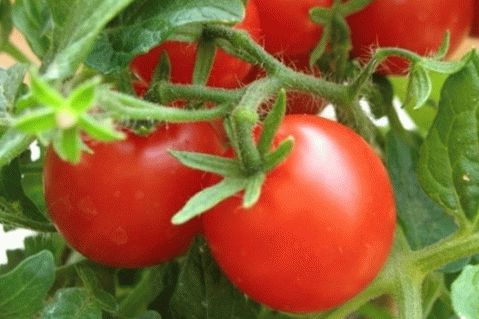 Dobri recepti za rajčice za zimu