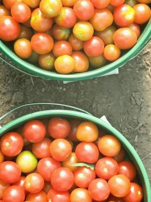 Fotografija - Cherry Tomatoes